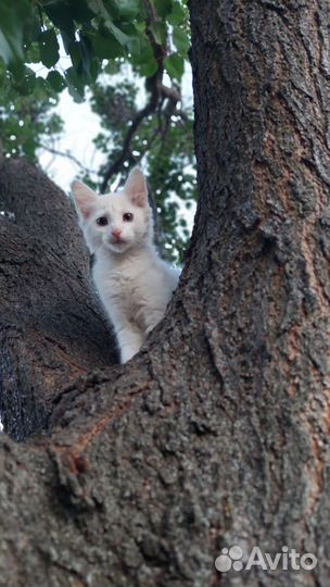 Отдам кот и кошка