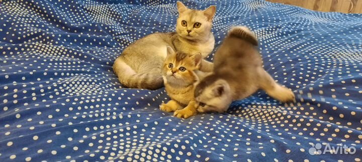 Шотландские котята