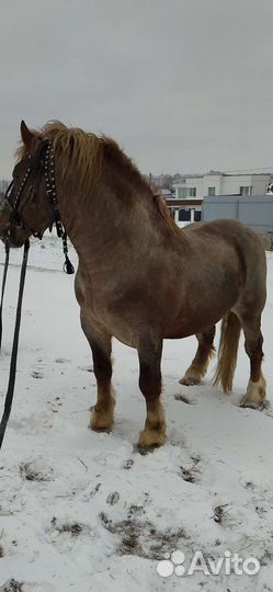 Лошади тяжеловозы