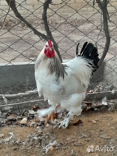 Молодые петухи Брама