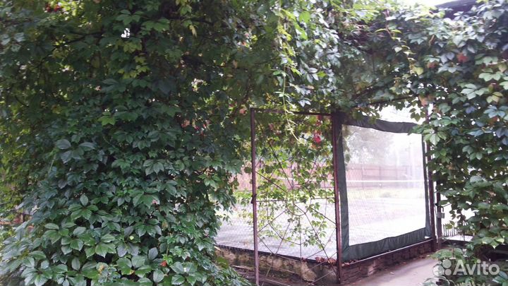 Виноград девичий пятилисточковый