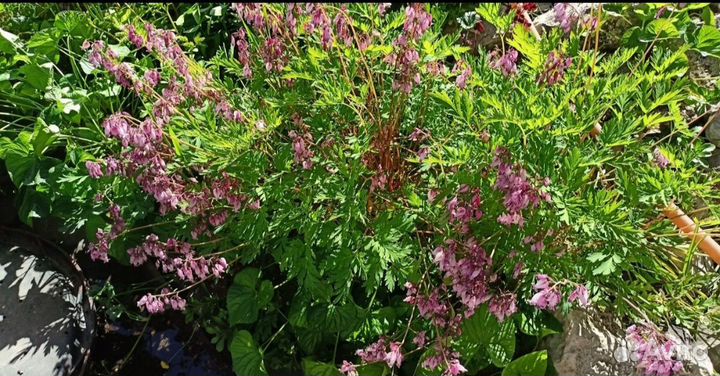 Многолетние ирисы вербейник женские слезы