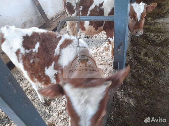 Бычки, телята 3 месяца