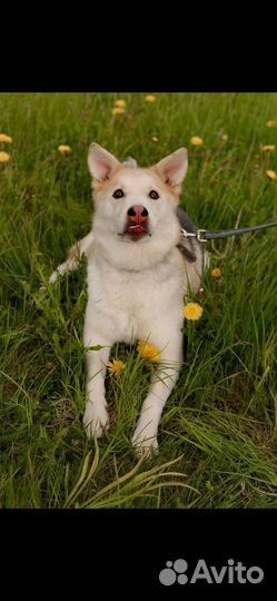 Метис лайки и хаски