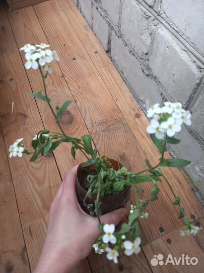 Арабис (резуха) 