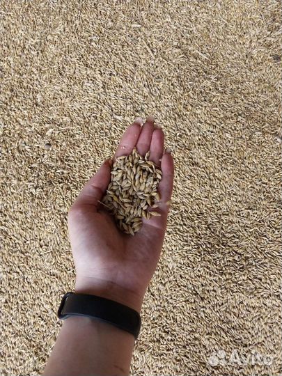 Зерно пшеница