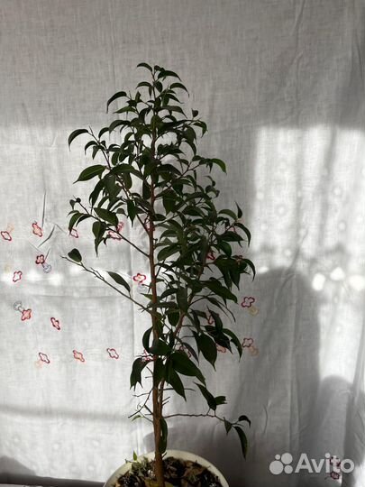 Фикус бенджамина