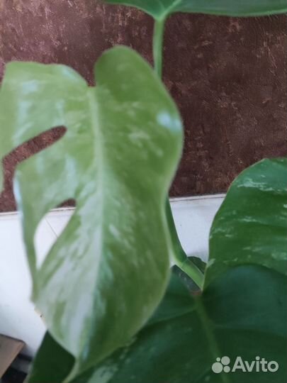 Монстера, филодендрон