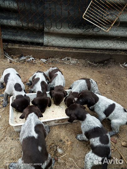 Щенки дратхаара