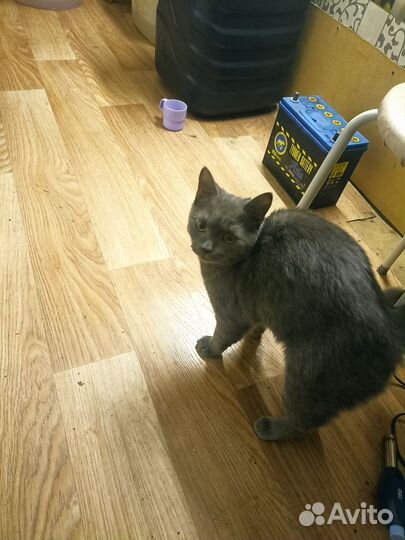 Отдам в добрые руки