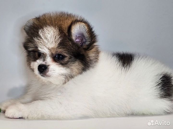 Шпицедетки