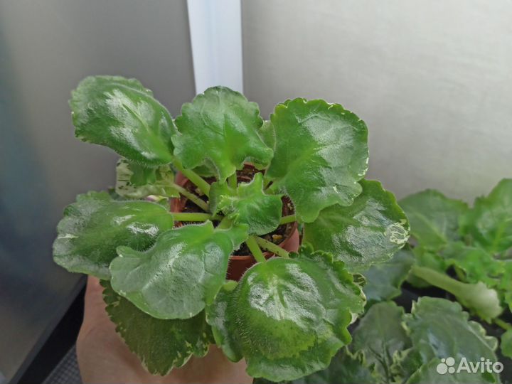 Фиалки химеры