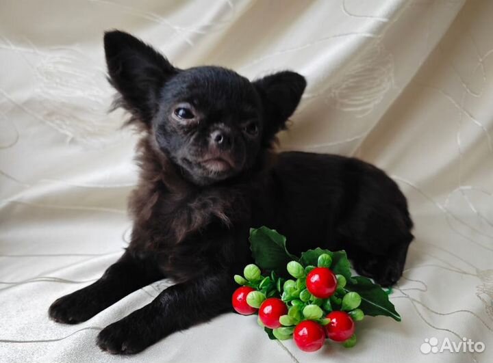 Чихуахуа - хочу такую