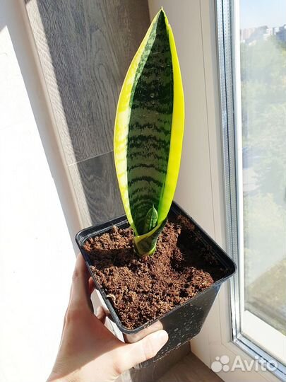 Сансевиерии трехполосная лауренти хани