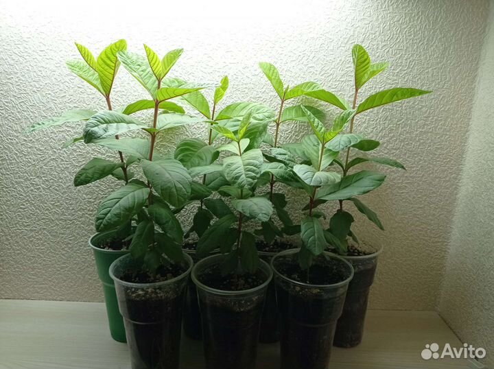 Псидиум гуайява