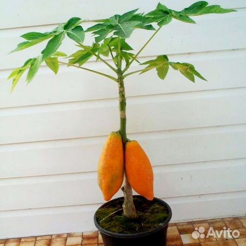 Семена Папайи (holland papaya) купить в Лабинске | Товары для дома и ...