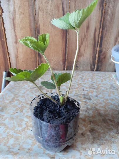 Саженцы виктории Азия,Максим