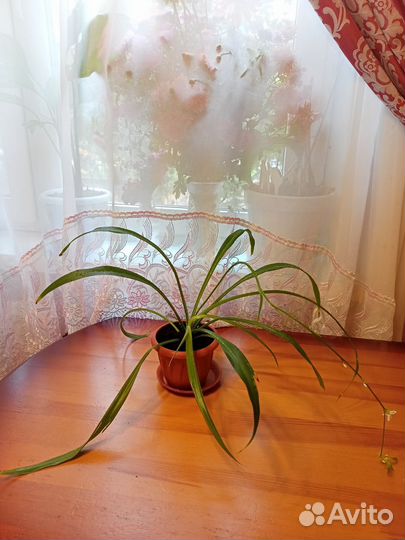 Комнатные цветы