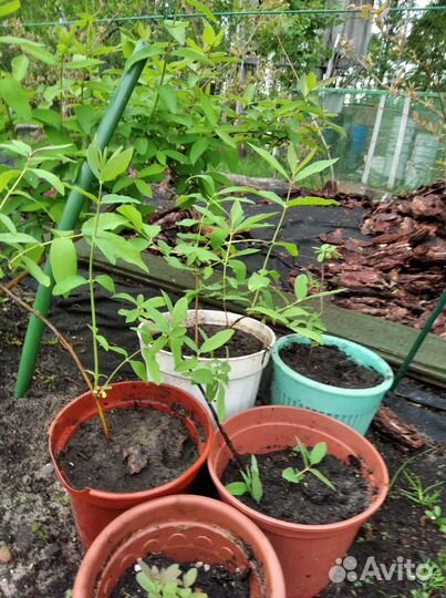 Саженцы жимолости