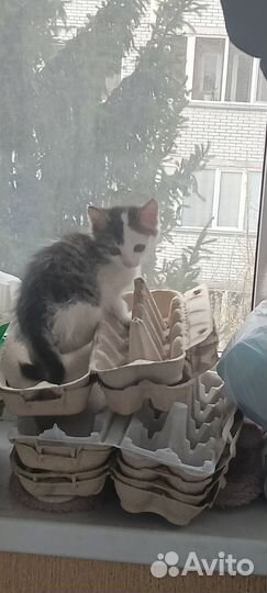 Курильский бобтейл