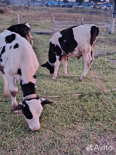 Продам бычков