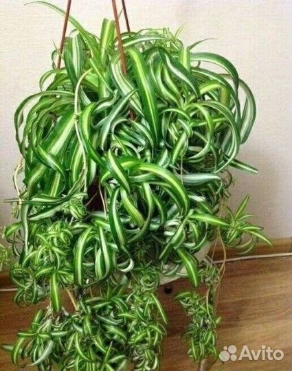 Хлорофитум