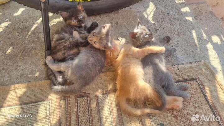 Мейн-кун митисы