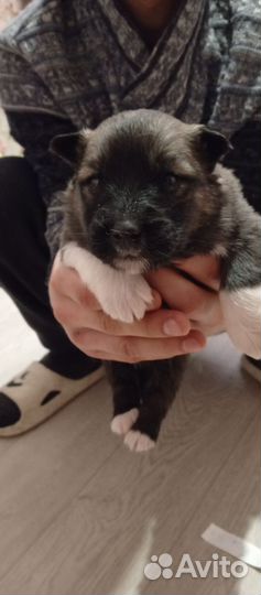 Одам бесплатно собачек порода хаски