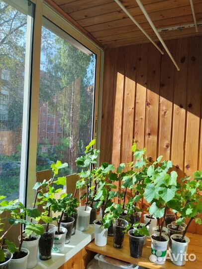 Виноград 2024 года саженцы