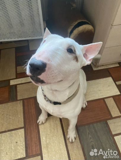 Зоогостиница Передержка животных Догситтер