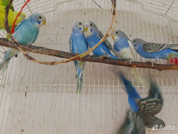 Волнистый попугай