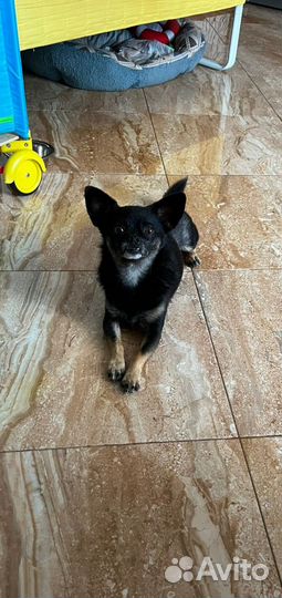 Маленькая собачка в добрые руки