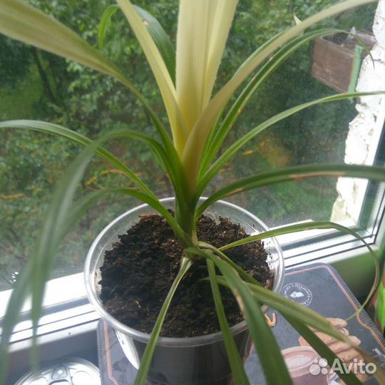 Пальма панданус