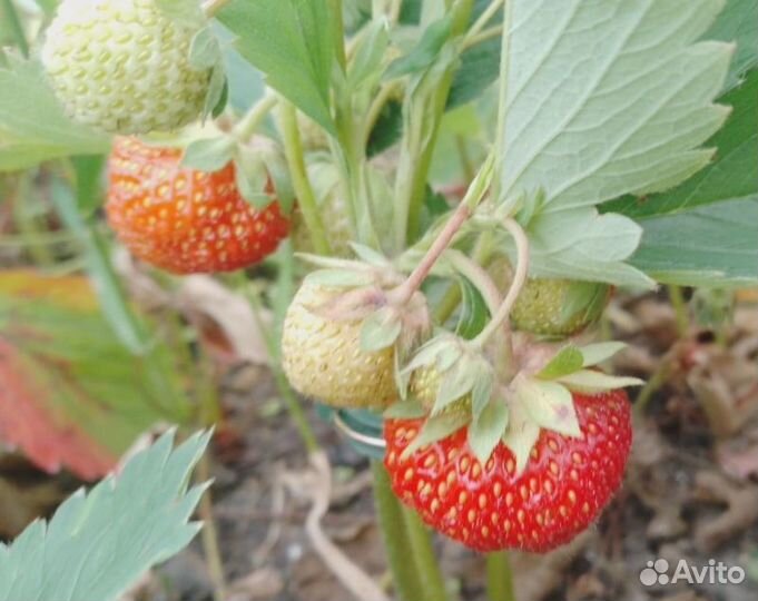 Саженцы клубники в ассортименте