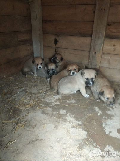 Щенки алабая
