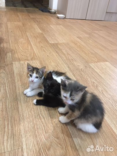 Котята в добрые руки бесплатно