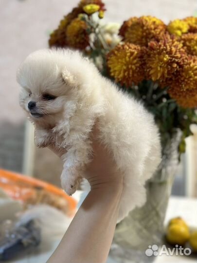 Шпиц померанский