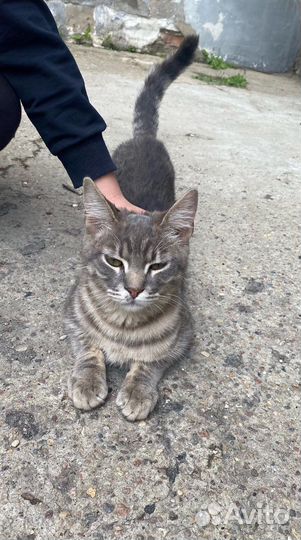 Кот в добрые руки