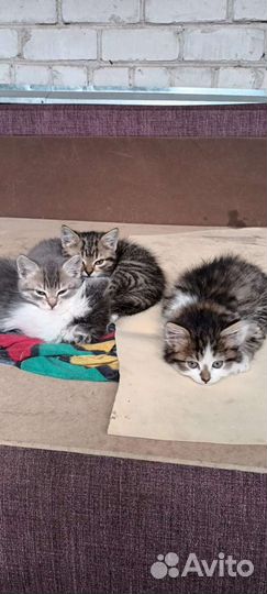 Кошки в добрые руки бесплатно