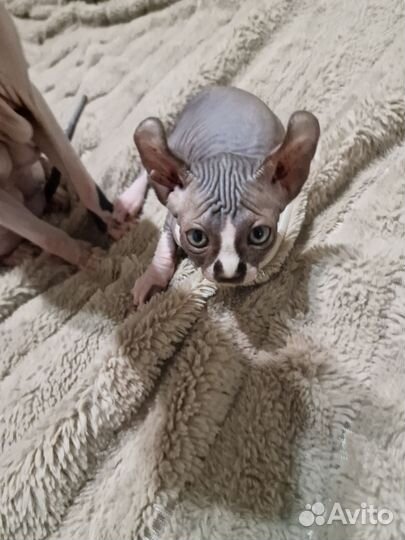 Котята сфинкс