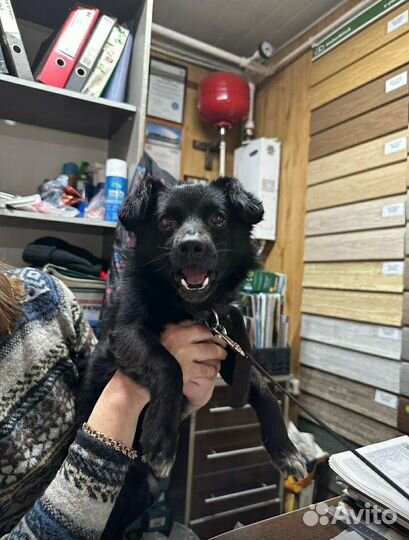 Пушистик потеряшка