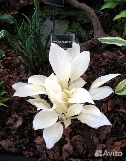 Садовые многолетники: Хосты, саженцы в пакетах