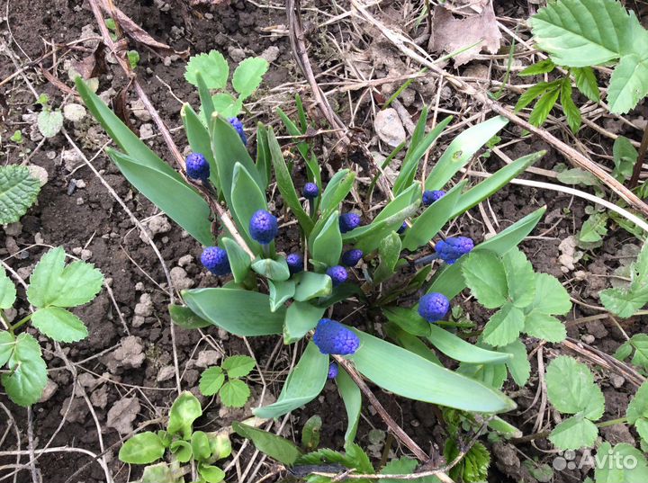 Мускари (первоцвет)