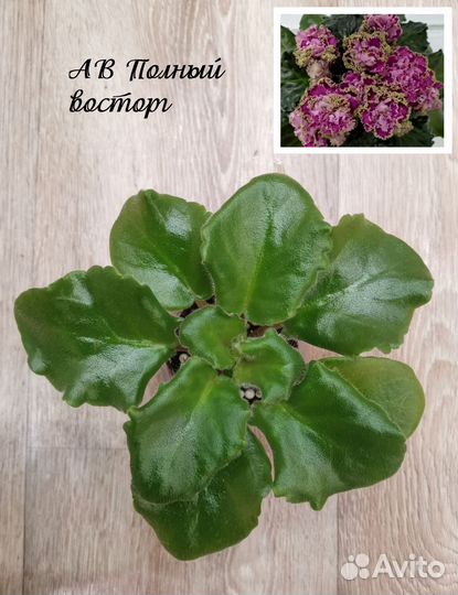 Детки сортовых фиалок