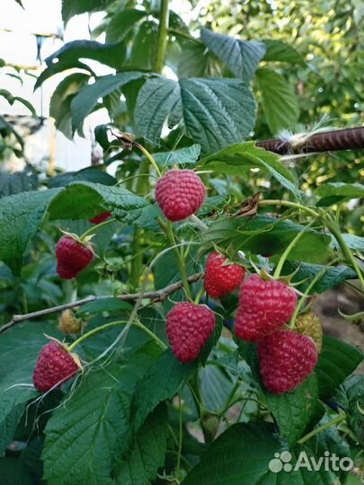 Саженцы ремонтантной малины