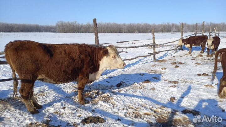 Корова белоговая казахская и телята