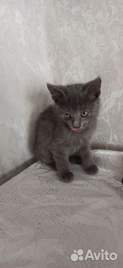 Котята