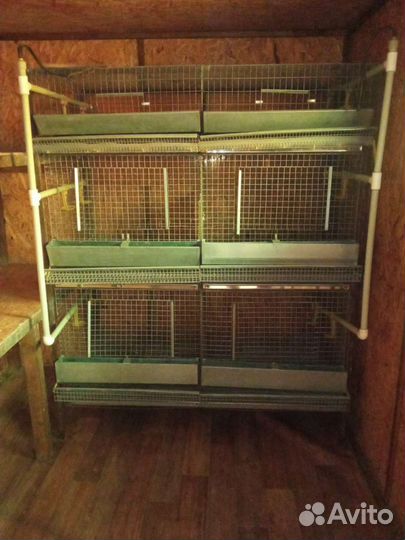 Клетки для перепелов и птицы