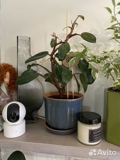 Филодендрон