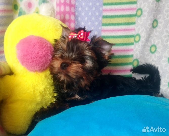 Йорки с документами